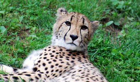 Cheetah - The Spotted Big Cat Stock Photo - Image of paws, washington ...