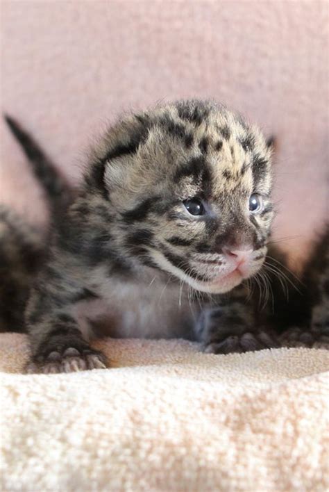 Nashville Zoo's Clouded Leopard Cubs at 1 Month - ZooBorns