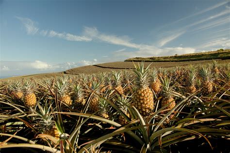 This week's bag featuring Maui Gold Pineapple! 6/7-6/9 - O‘ahu Fresh