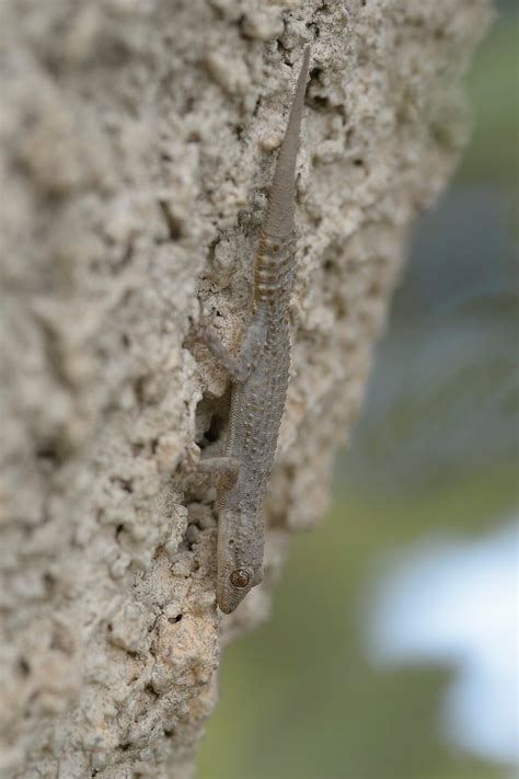 Kotschy S Gecko Mediodactylus Kotschyi Peloponnese Trevor Willis