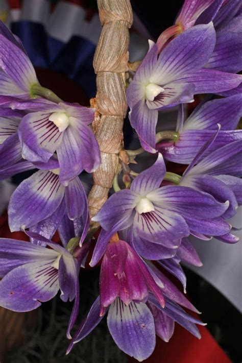 Orchidaceae Dendrobium Victoriae Reginae Dendrobium Orchids