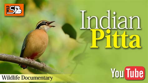 Indian Pitta Pitta Brachyura Wildsb