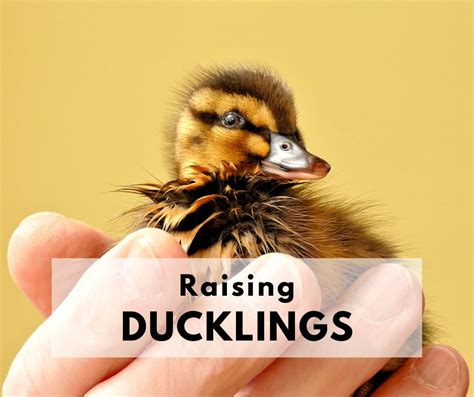 How To Care For Baby Duck Eggs - Baby ducks first moments after ...