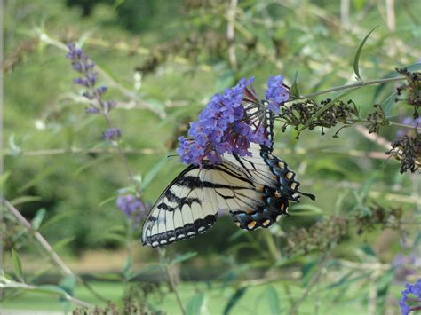 Swallowtail on Butterfly Bush