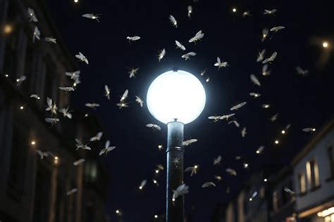 Comment réduire les méfaits de la lumière artificielle sur les insectes