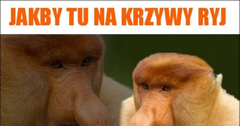 Jakby Tu Na Krzywy Ryj Memy Gify I Mieszne Obrazki Facebook Tapety