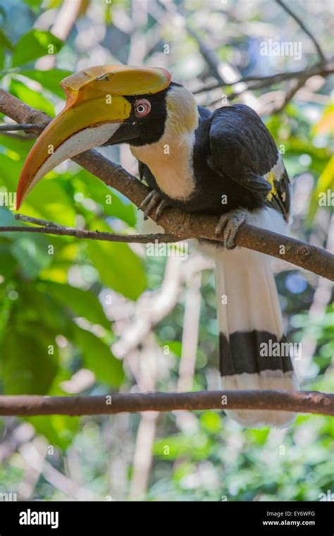 Great Hornbill Bird Mandalay Myanmar Stock Photo Alamy