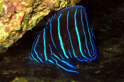 Poisson Ange Amiral Aquarium Tropical