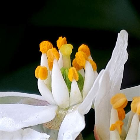 Choisya Aztec Pearl Print - Contemporary Nature Photos