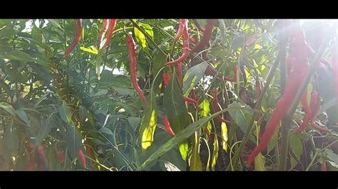 How To Plant Long Chilli Siling Haba Siling Espada In A Sack