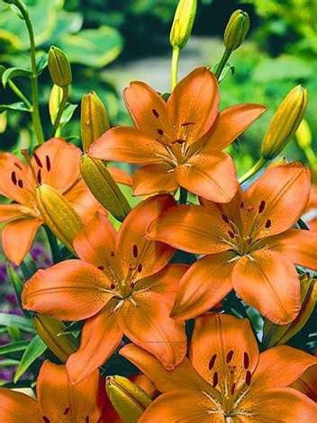 Lilia Lilium Apeldoorn 1 Szt Sklep Cebule Pl