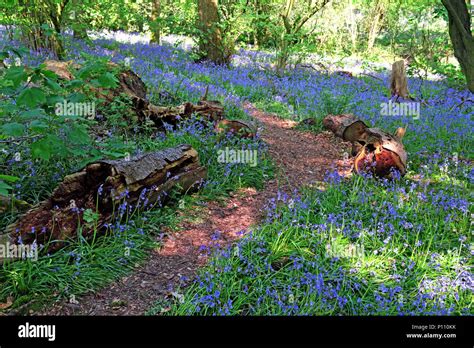 English Bluebell Wood In Spring Cheshire England Uk Stock Photo Alamy