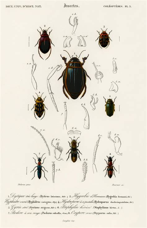 types  beetles illustrated  cha  public domain