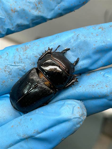 沒想到土耳其也有產大黑艷，這隻母的還養了快兩年 . . . . . . .. - Beetle Fair 甲蟲飼集 | Facebook