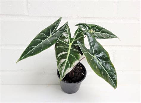 Alocasia Varieties: Everything You Need to Know Bomb Fell