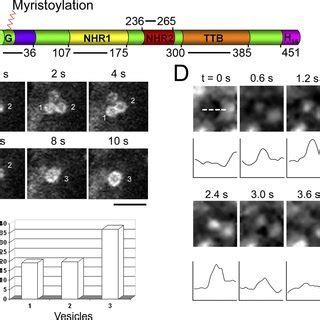 Live Cell Microscopy Of Naked2 Associated Vesicles In Polarized MDCK