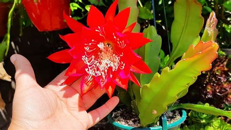 Cacto Orquidea Epiphyllum Como Ter Sussesso No Cultivo Youtube