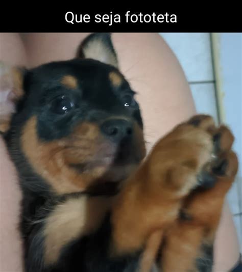 Que Seja Fototeta Ifunny Brazil