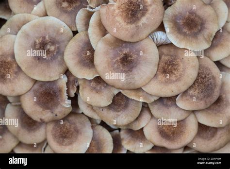 Clump Of Toughshank Collybia Sp Stock Photo Alamy