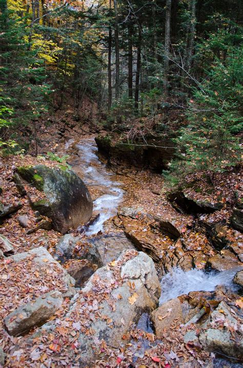 White Mountains Fall Foliage 252 | Fall foliage, White mountains, Foliage