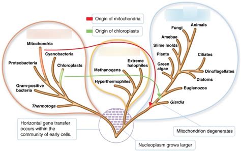 Ch Classification Of Microbes Diagram Quizlet