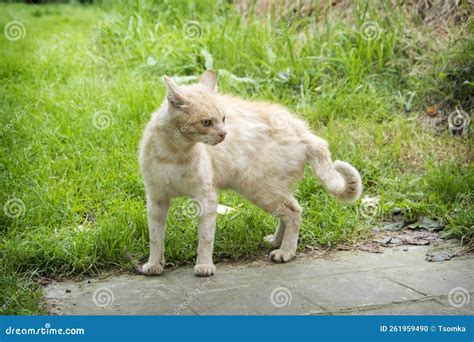 A Bully Cat, a Fighter. a Sad and Wounded Stray Cat is Standing on the ...