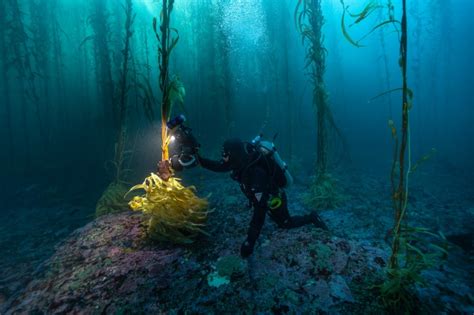 Bosques De Macroalgas En Pen Nsula Mitre Una Expedici N Que Enamora