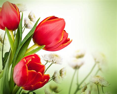 4K, 5K, Tulips, Closeup, HD Wallpaper | Rare Gallery