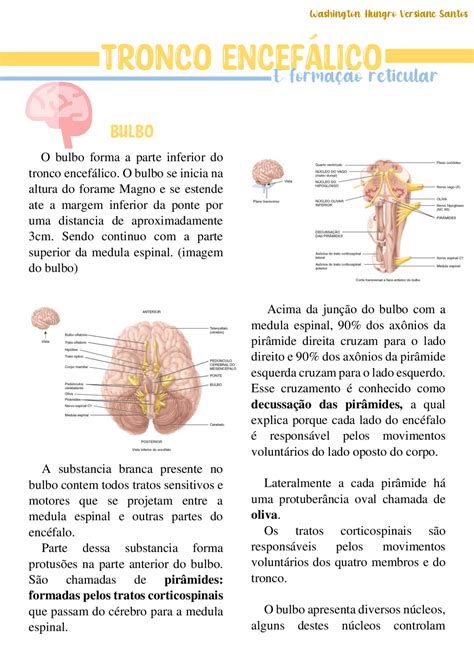 Tronco Encefálico E Nervos Cranianos Resumos Neuroanatomia🐿 Descubra O