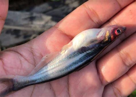 Cara Membuat Makanan Ikan Patin Mandiri Dari Bahan Alami PakanPabrik