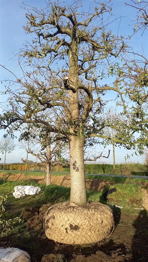 Oude Perenboom Volwassen Perenboom Conference Handpeer Peer