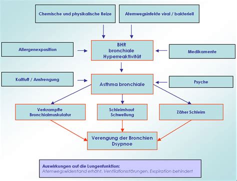 Asthma Pathogenese Arztcme