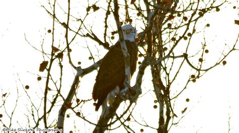 While I Was Photographing A Bunch Of Geese In Otter Creek The Male