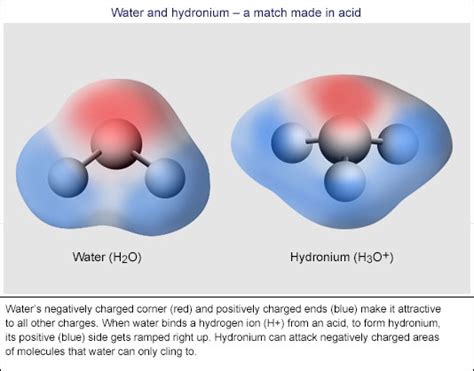 Flesh Eating Water The Truth About Acids › Bernie S Basics Abc Science