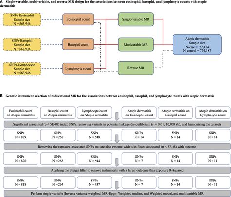 Frontiers Bidirectional Associations Between Eosinophils Basophils