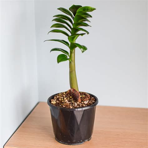 Zanzibar Zenzii – The Plant Boys