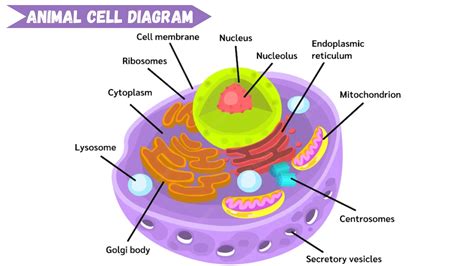 Animal Cell Diagram Labeled Cheap Deals | tratenor.es