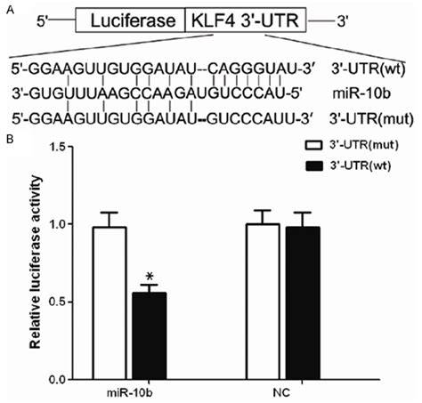 KLF4 Is A Target Of MiR 10b A KLF4 3 UTR And Corresponding Fragments