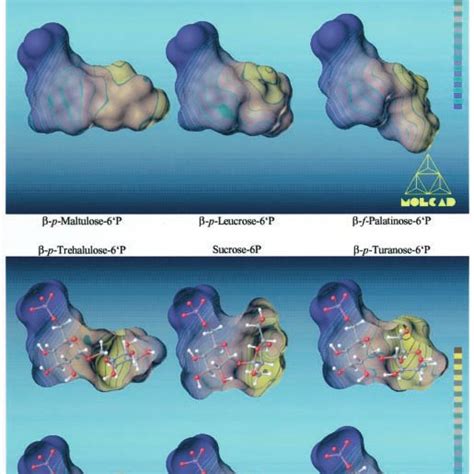 Molecular Lipophilicity Patterns Mlps Of Sucrose 6 P Top Center