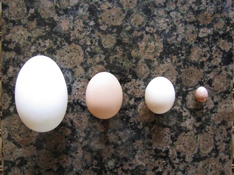 a variety of bird eggs! | KW Homestead