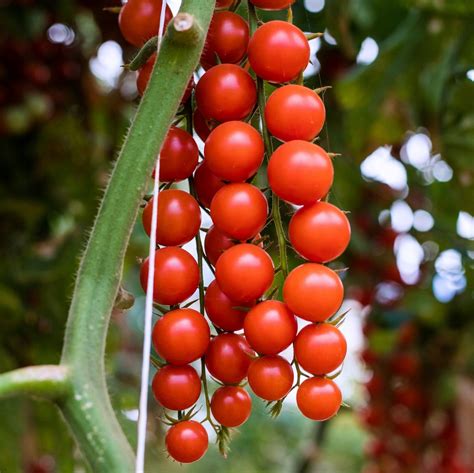 Pomidor Koktajlowy Gartenperle Nasiona Donice Pomidory Na Balkon