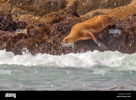 Steller Sea Lion, Alaska Stock Photo - Alamy