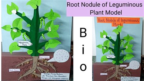 Root Nodule Of Leguminous Plant Model Plant Biology Model Bio