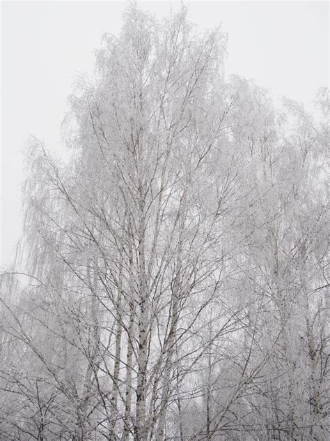 Birch Covered With Small Ice Crystals The Frost On The Tree Br Stock