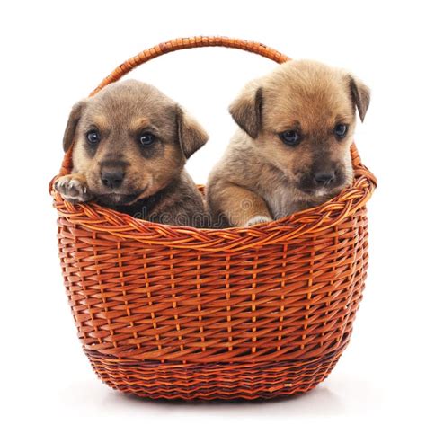 Puppies in a basket. stock photo. Image of beautiful - 119738680