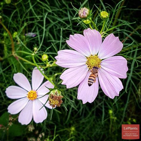 Космея (Cosmos) — описание, выращивание, фото | на LePlants.ru