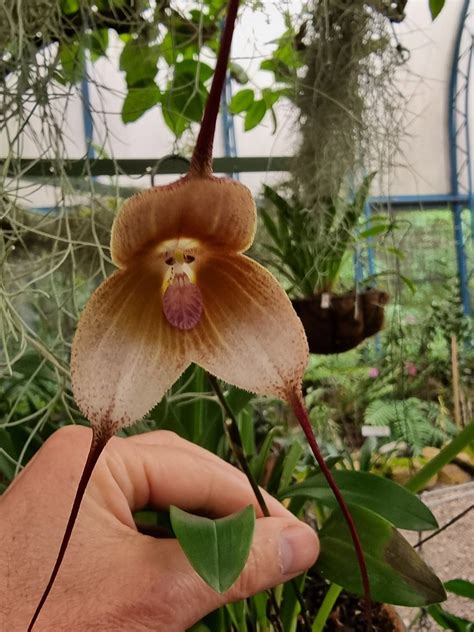 Dracula Hirtzii Jardin Botanique De Quito Voyage Equateu Monique