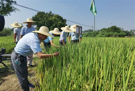 推广高产优质水稻品种大冶市人民政府