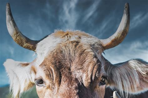 Premium Photo | Closeup of a cows horns