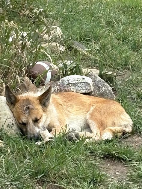 Dog survives mountain lion attack in Parshall, owner hopes to warn